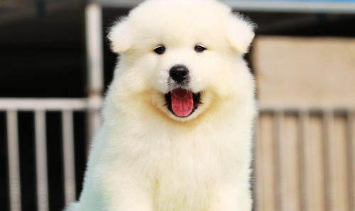 薩摩耶犬感冒了會有哪些癥狀