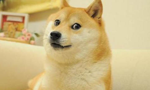 怎么區分犬瘟和感冒