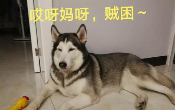 小狗狗感染細(xì)小病毒犬瘟怎么辦