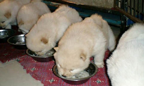 給幼犬打什么疫苗