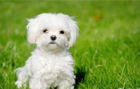 馬爾濟斯犬舍哪個好