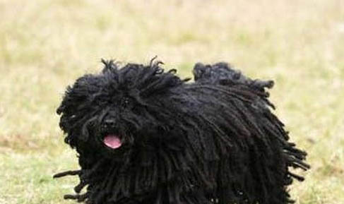 波利犬真菌感染的原因及處理