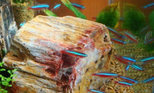 魚(yú)缸水混濁有哪些原因