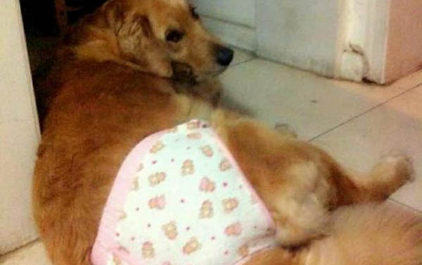 怎么教狗狗坐下