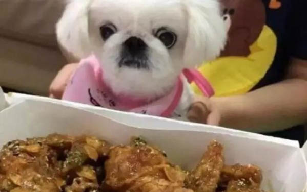 如何飼養(yǎng)京巴犬