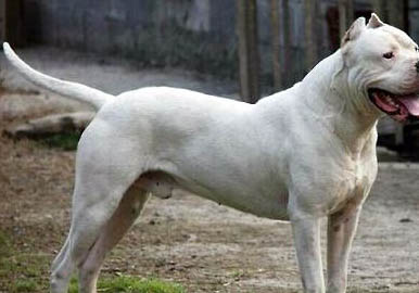 杜高犬打獵怎么樣?