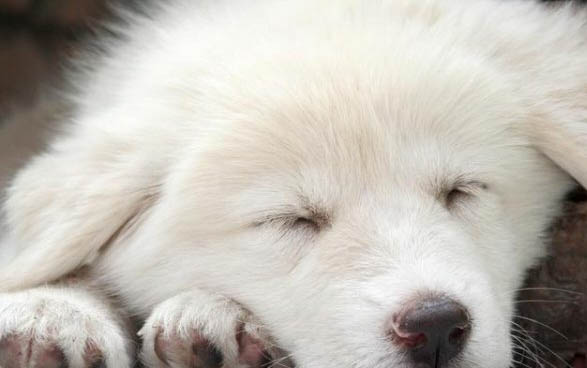 狗狗耳朵上有蜱蟲怎么辦