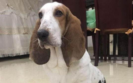 怎么樣教狗狗定點大小便?