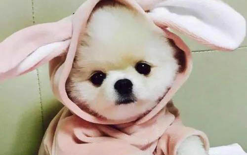 貓瘟的傳染途徑有哪些