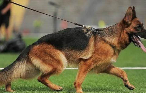 馬犬會不會隨便咬人