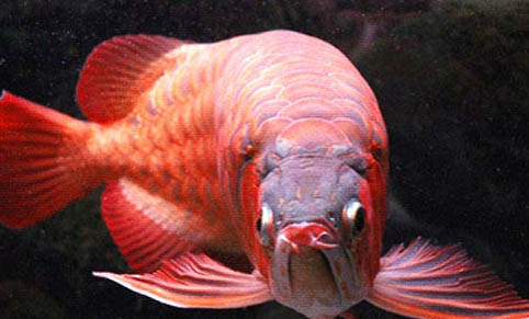 龍魚魚鰭分叉多久能好