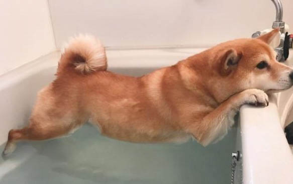 狗狗吃多少巧克力會中毒