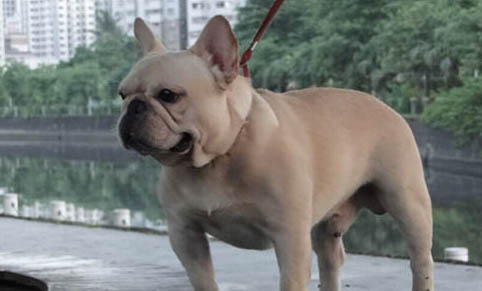 狗狗呼吸道感染要多久才好