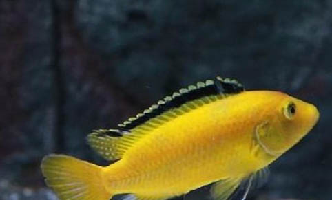 非洲王子魚的飼養(yǎng)要點