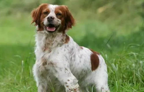 米格魯獵犬就是比格犬嗎