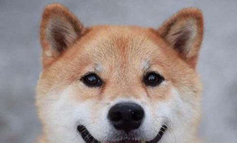 柴犬一個月吃多少狗糧