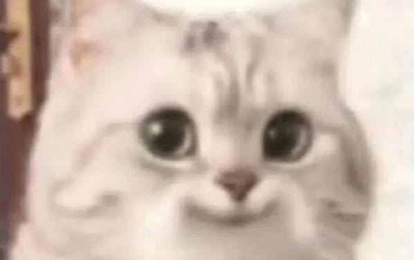 貓咪剃了毛多久能長出來