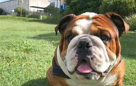 英國斗牛犬的壽命一般是多久