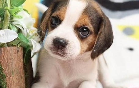 犬瘟熱的癥狀有哪些?
