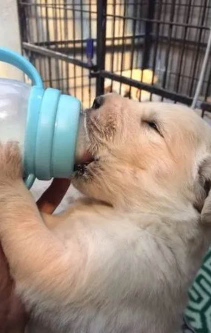 狗為什么會咬別的狗