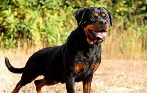 怎樣訓練羅威納犬