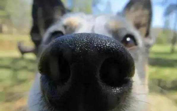 英國斗牛犬的原產地在哪里