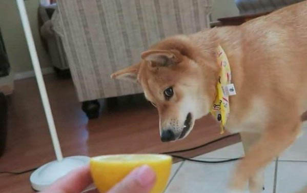 狗狗可以吃白蘿卜嗎?