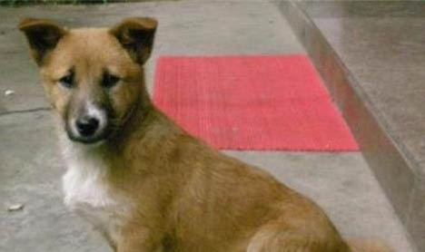 中華田園犬一天吃幾頓