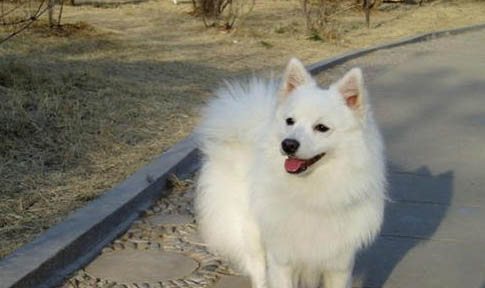 銀狐犬吐白色粘稠液體的原因及處理方法