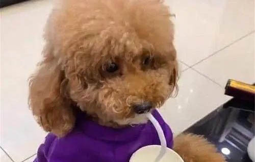 第一次養狗要準備什么