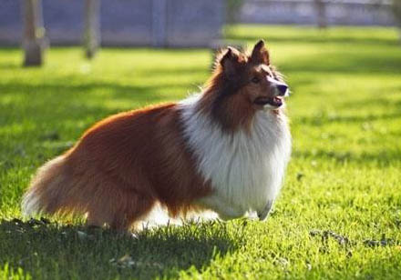 英國古代牧羊犬拉丁名稱