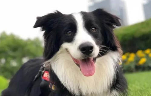 選購英國古代牧羊犬時要注意什么