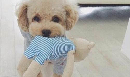 狗狗中暑有什么癥狀