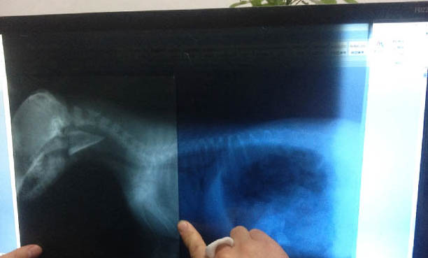 薩摩犬性格