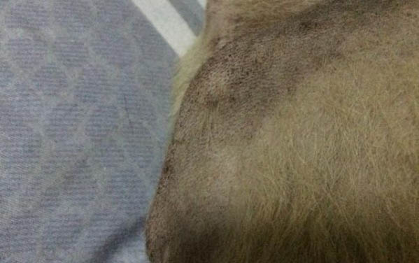 給狗狗洗澡需要注意什么