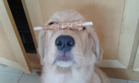 怎么防止狗狗得細小和犬瘟