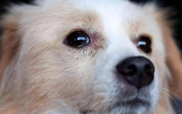 得犬瘟的狗多久會死去