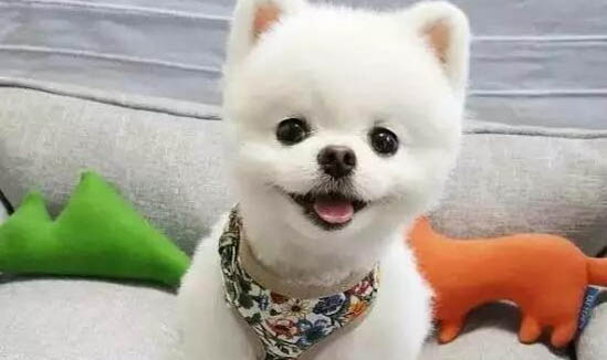 小狗老了會怎么樣啊