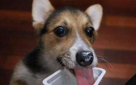 狗狗帶狗繩不會走