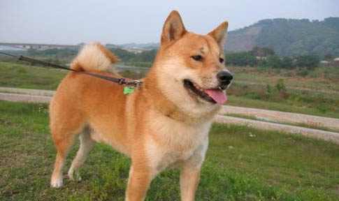 白色柴犬便宜嗎