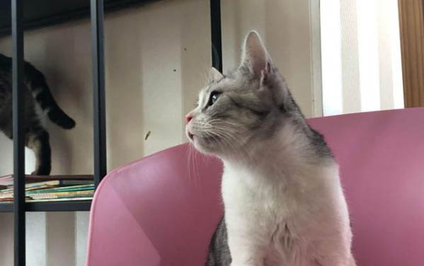 貓吃什么下奶最快最多