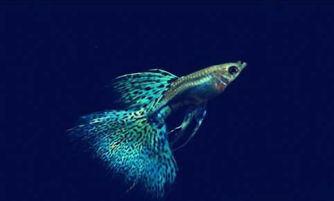 孔雀魚多久繁殖一次?