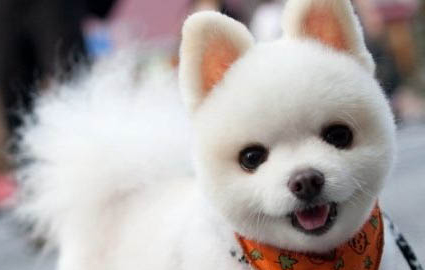 哪里有賣博美犬