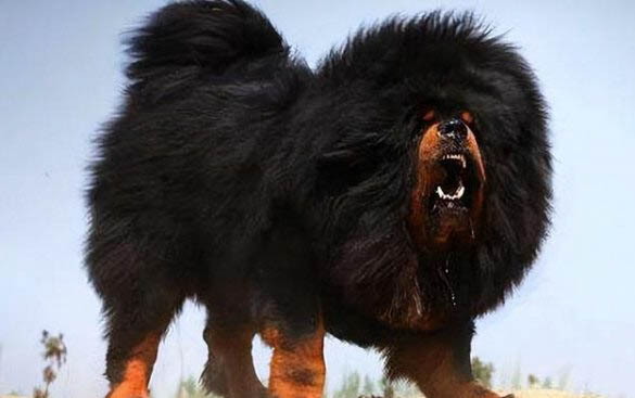 美國普羅特獵犬純種出售
