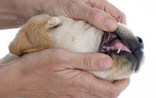 幼犬晚上叫要理它嗎