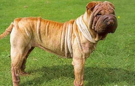 沙皮犬價(jià)格多少錢一只?