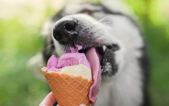 狗狗貧血的癥狀有哪些?