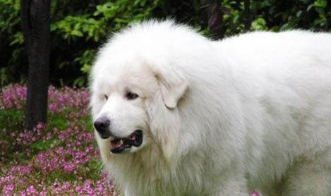 大白熊犬冠狀病毒需要禁食嗎