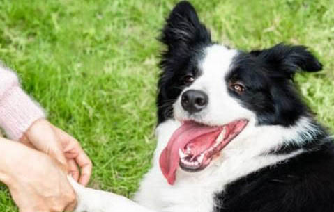 邊牧犬可以看家嗎