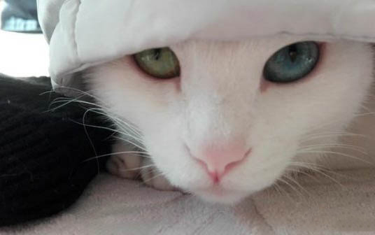 小貓眼睛發炎會自愈嗎